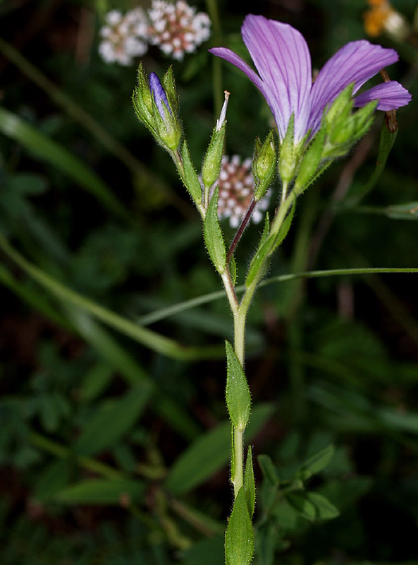 Linum viscosum / Lino malvino